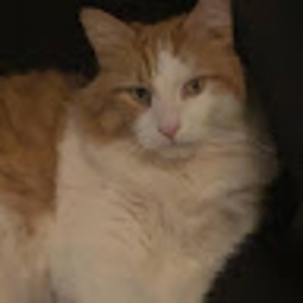 Meet your Posher, Lea